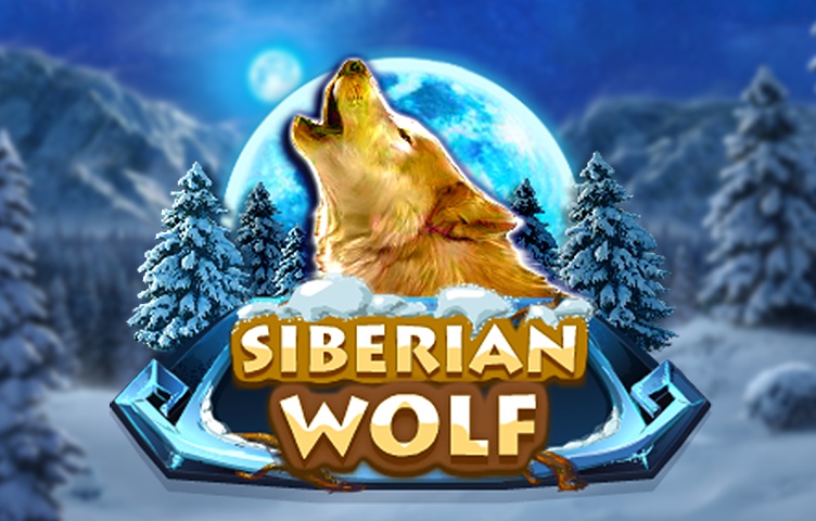 Siberian Wolf